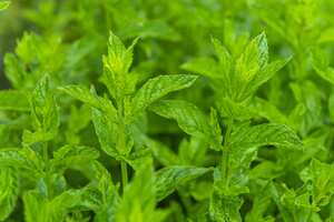 La hierbabuena es rica en antioxidantes. (Photo by: BlueRed/REDA&CO/Universal Images Group via Getty Images)
