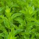 La hierbabuena es rica en antioxidantes. (Photo by: BlueRed/REDA&CO/Universal Images Group via Getty Images)