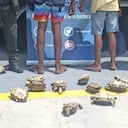 Tortugas incautadas en Cartagena