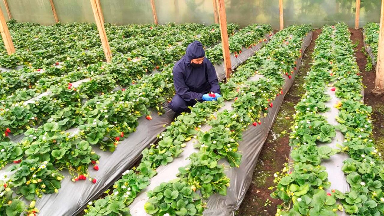 La Asociación Agropecuaria Forjadores de Paz en Nariño trabaja en la comercialización de fresa con comunidades. Foto: WFP