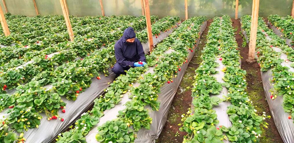 La Asociación Agropecuaria Forjadores de Paz en Nariño trabaja en la comercialización de fresa con comunidades. Foto: WFP