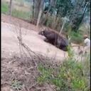 La indignación obedece a que el búfalo fue víctima de golpes, gritos e incluso mordidas, según la denuncia, por lo que se solicitó que se adelante una investigación contra los dos hombres que aparecen en el video.