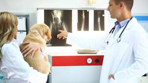 Vista trasera de médicos veterinarios masculinos y femeninos de mediados de los años 30 que examinan rayos X de una extremidad (pata de perro rota). El hombre señala cierta cosa de la pata de este perro mientras una colega sostiene a un paciente peludo. Ambos usan batas de laboratorio blancas.