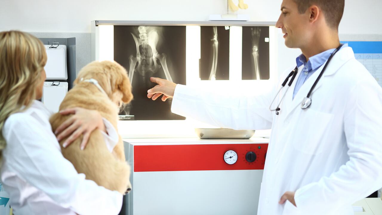 Es importante consultar a un veterinario con regularidad. (Imagen de referencia)