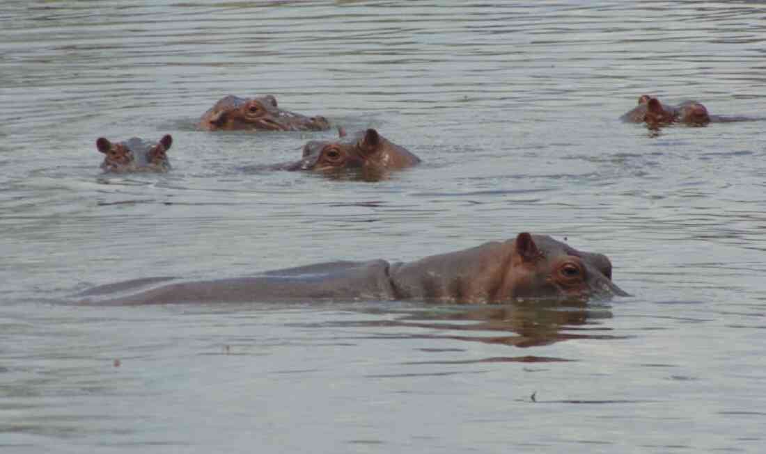 Los hipopótamos están afectando los ecosistemas y la fauna nativa. Foto: Germán Jiménez