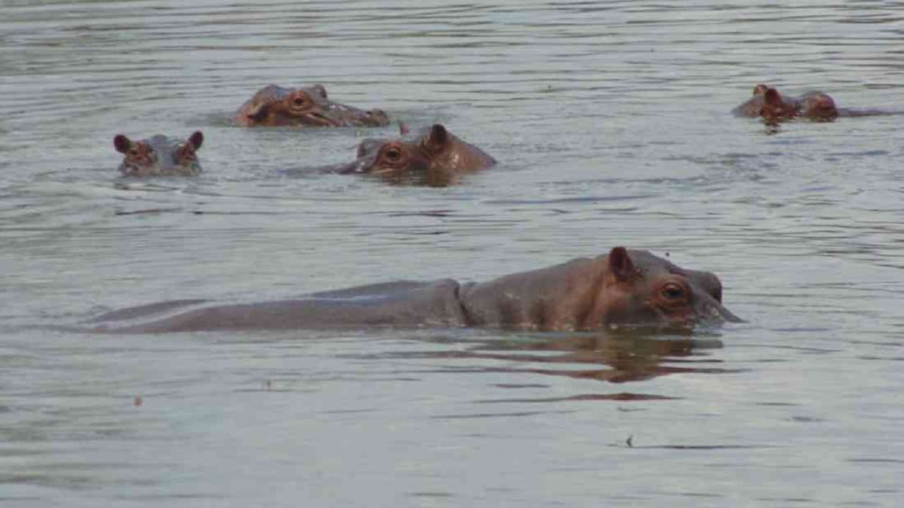 Los hipopótamos están afectando los ecosistemas y la fauna nativa. Foto: Germán Jiménez