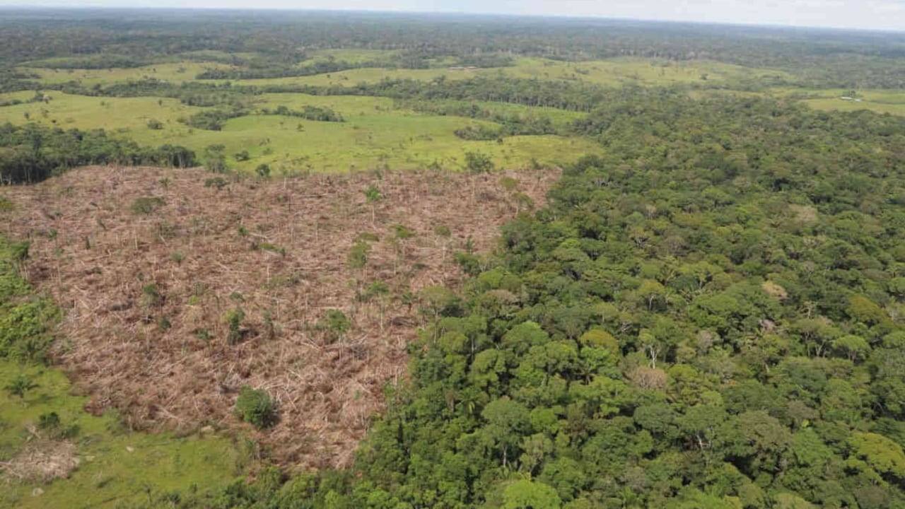 Frenar la deforestación es uno de los principales desafíos que tiene el gobierno nacional. Foto: Gran Alianza contra la Deforestación.