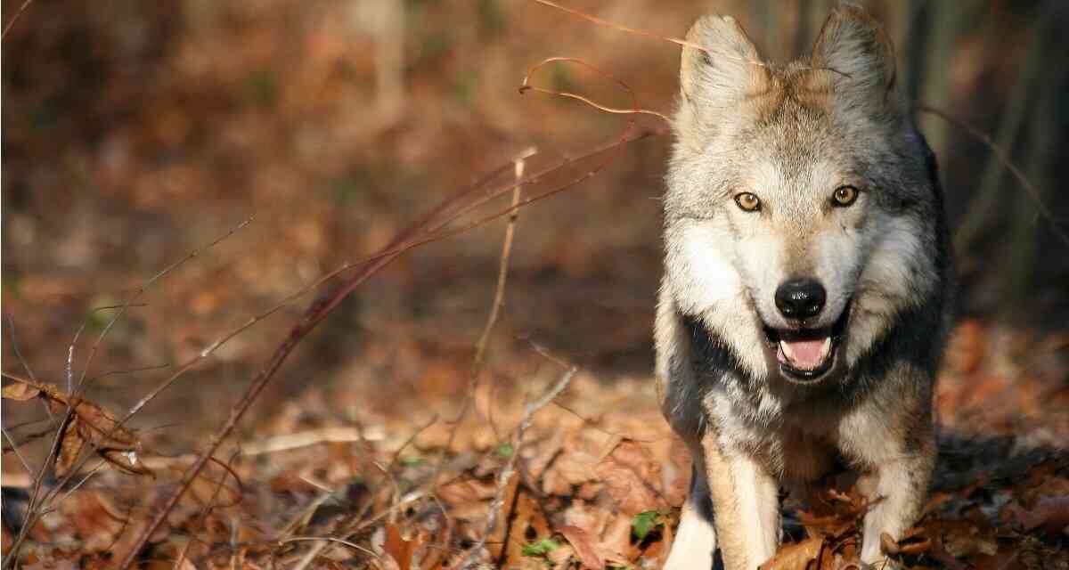 La población de lobos (Canis lupus) en Estados Unidos (excluyendo a Alaska y Hawái) ha aumentado a 6.000 individuos, según el Departamento del Interior, contra menos de 1.000 en 1967. Foto: Wolf Conservation Center.