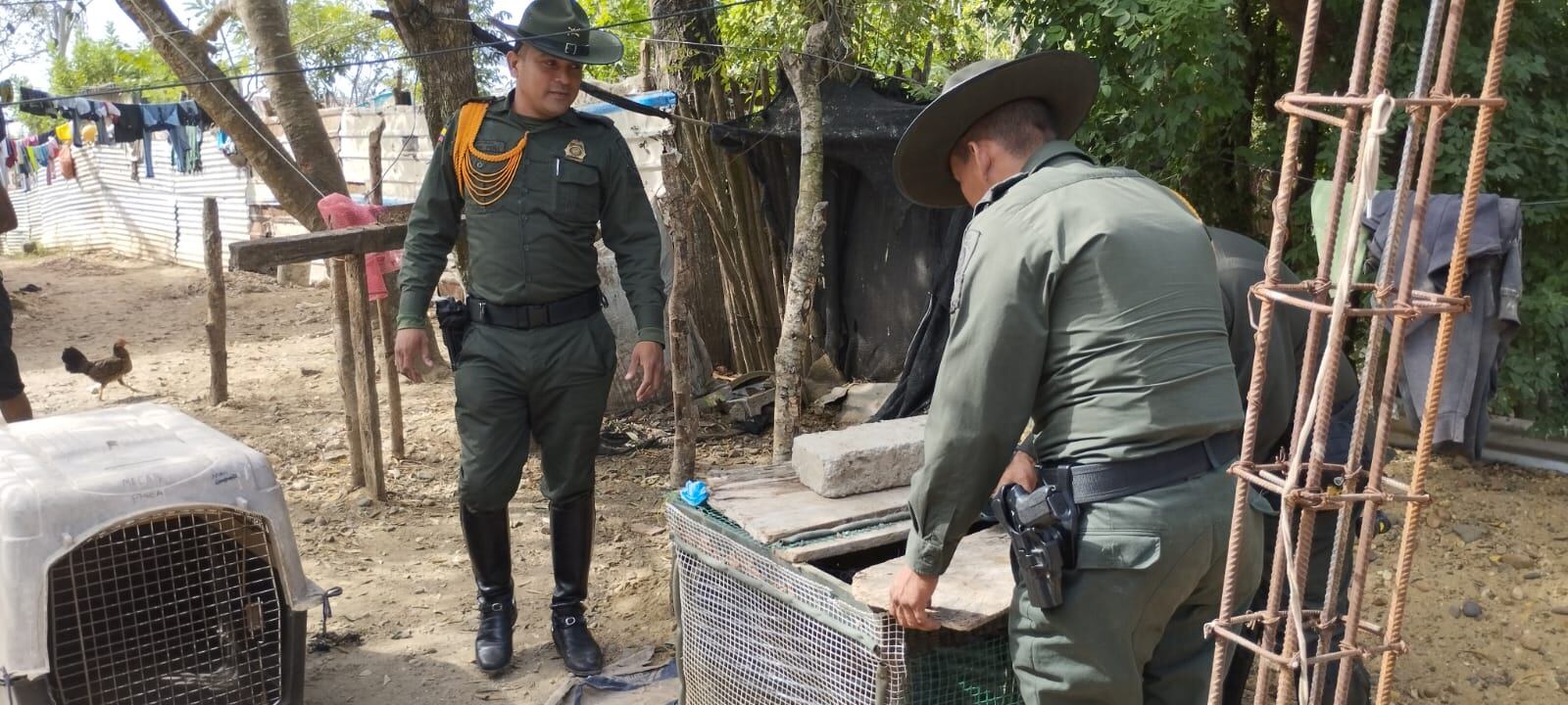 Rescate de ocelote en Clemencia, Bolívar
