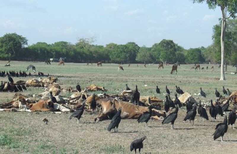 Cortesía de Contexto Ganadero