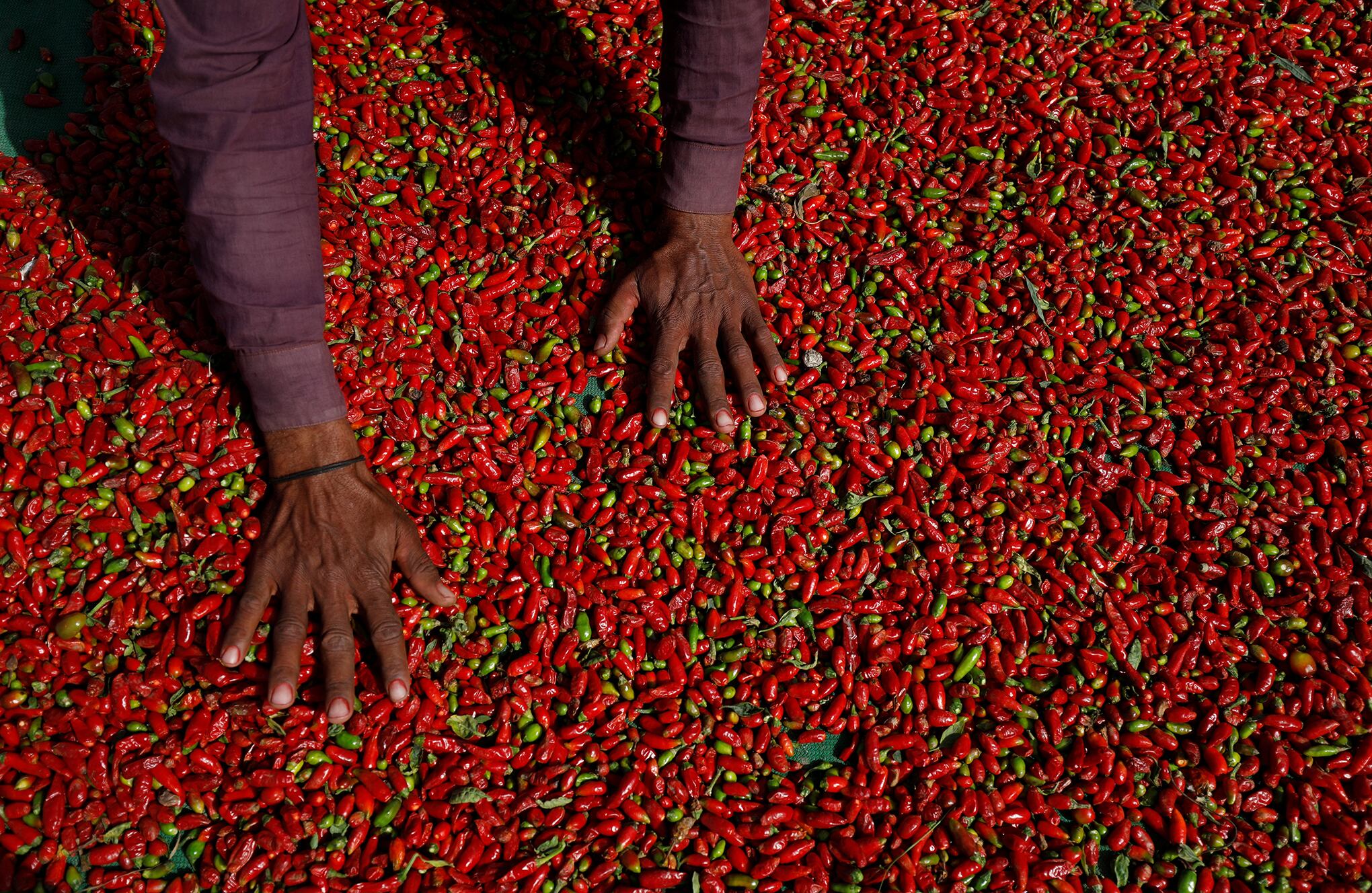 En Imágenes : Los agricultores pakistaníes luchan una batalla perdida para salvar la cosecha de chile