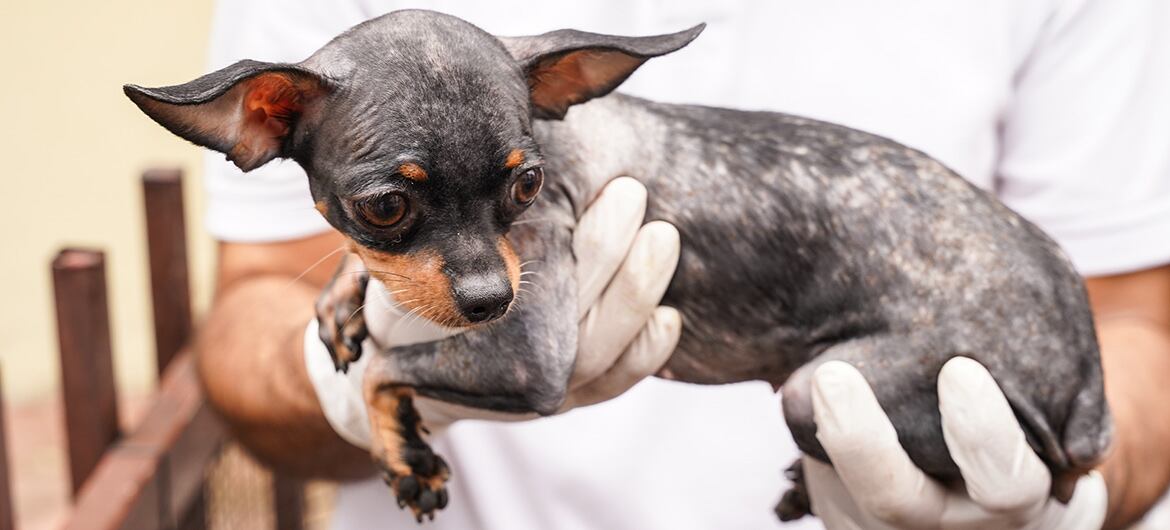 Fue capturada una mujer que mantenía encerrados a perros y gatos sin comida y sin agua en una casa del norte de Cali.