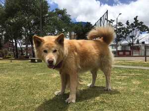 Asia, perrita desaparecida