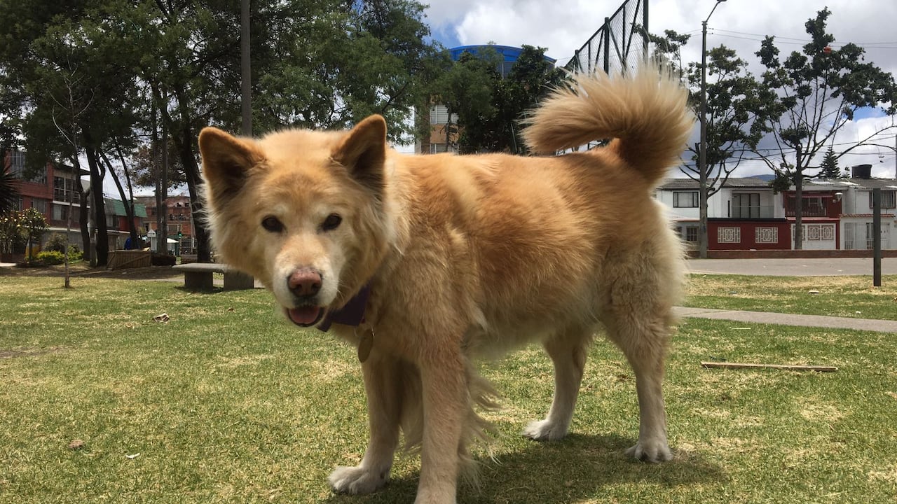 Asia, perrita desaparecida