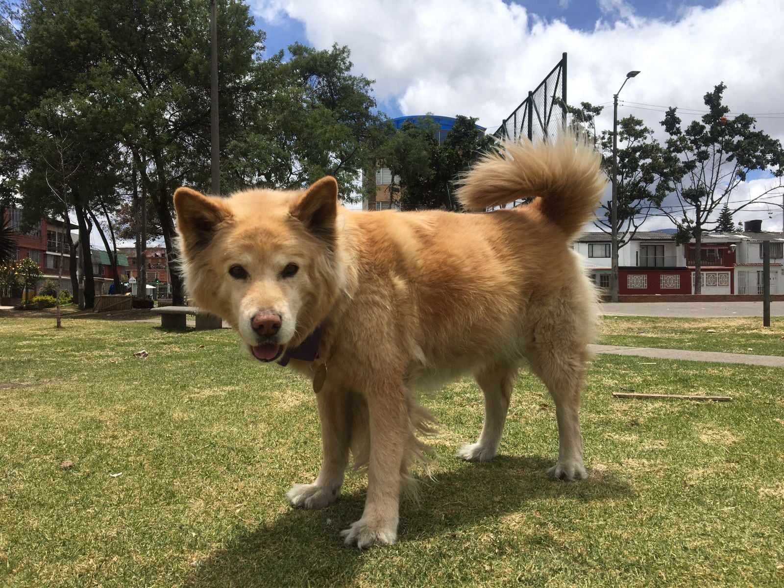 Asia, perrita desaparecida