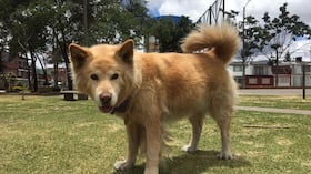 Asia, perrita desaparecida