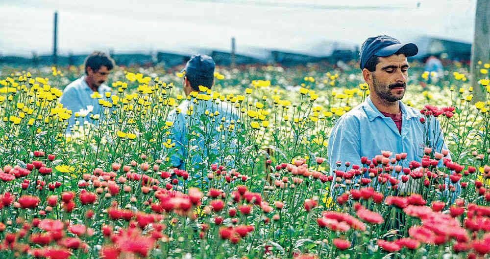 Datos del Dane, reportados hasta noviembre del 2022, indican que para los once primeros meses del pasado, las ventas de flores nacional al exterior superan los $1,9 mil millones de dólares.