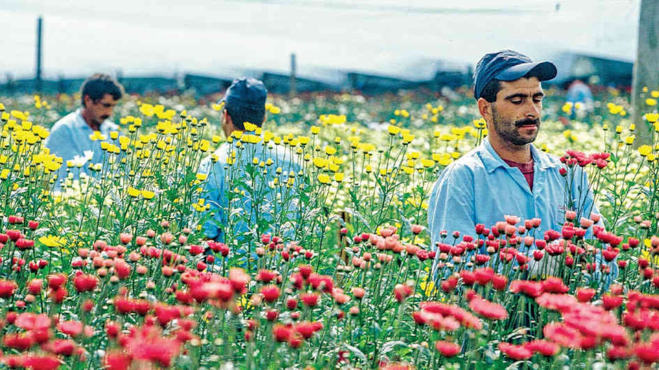 El mercado de flores está en vilo por la cancelación de eventos.