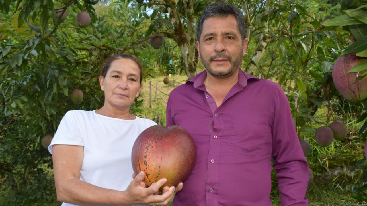 Germán Orlando Novoa y Reina María Marroquín, agricultores del mango colombiano récord Guinness.