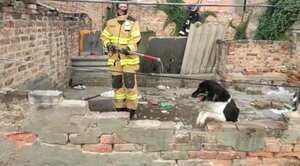 Perros fueron rescatados de vivienda en Rafael Uribe Uribe