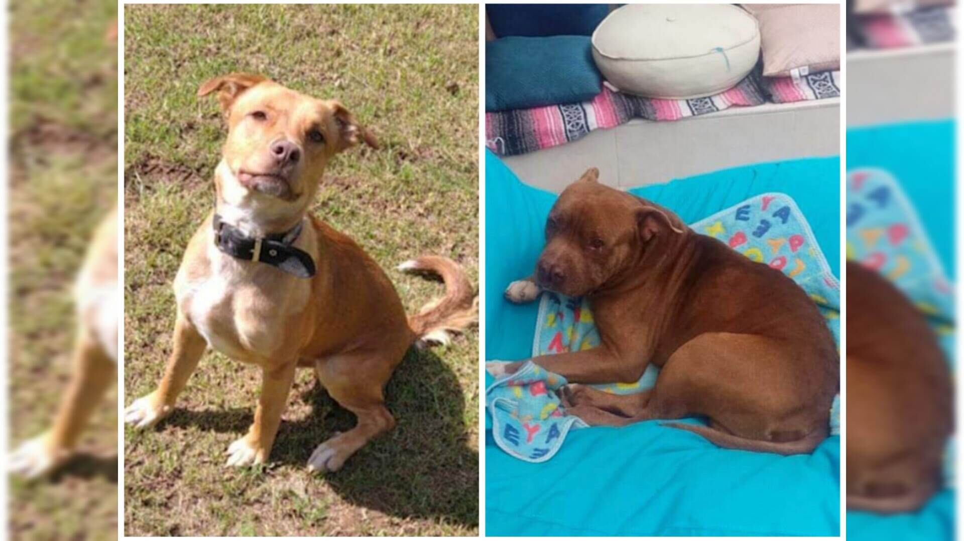 Uno de estos perritos fue atropellado y falleció. El otro fue atacado con una pulidora.