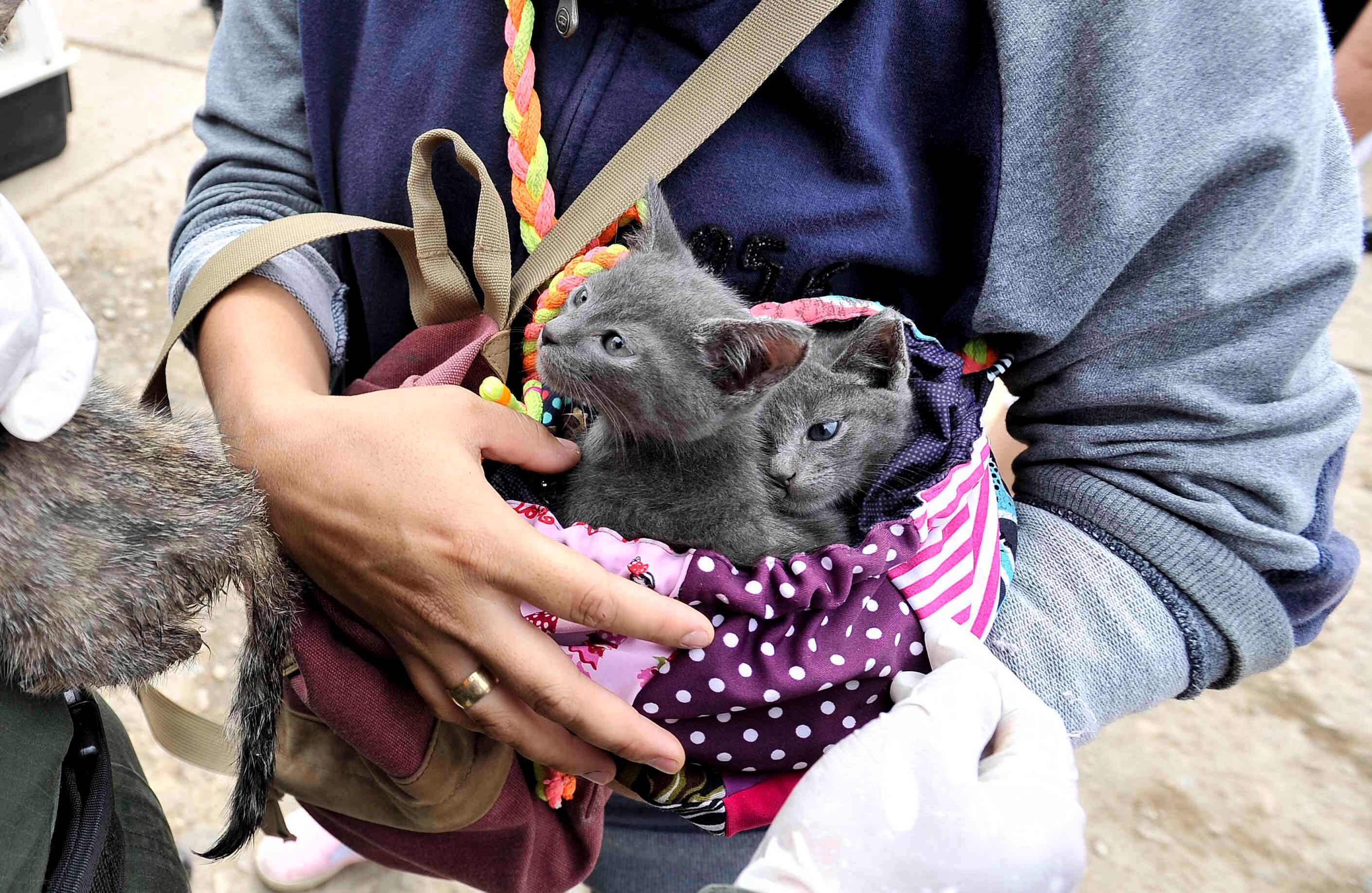 Dos gatos reciben ayuda  el miércoles 5 de abril de 2017, en un refugio provisional en Mocoa, Putumayo, luego de que una avalancha de lodo y piedra —la noche del 31 de marzo— provocada por el desbordamiento de los ríos Mocoa, Mulato y Sangoyaco, matara a por lo menos 301 personas y dejara un número indeterminado de desaparecidos. Foto: Carlos Julio Martínez / Enviado Especial de SEMANA