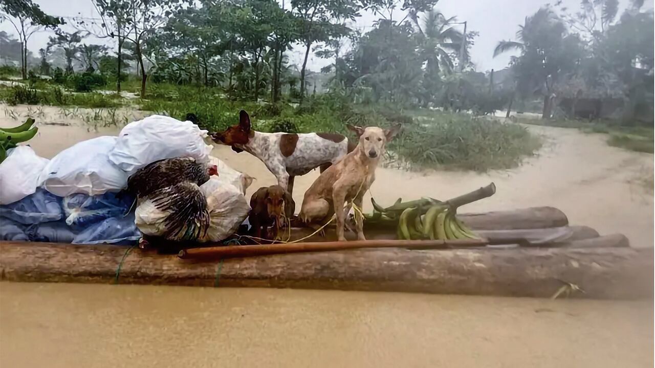 Hasta los animales se han visto afectados. 