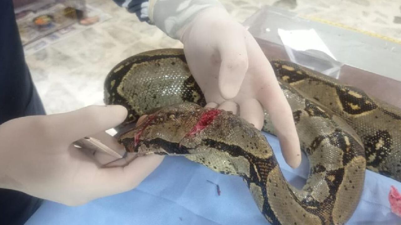 La serpiente, después de haber pasado por la cirugía, se encuentra en recuperación con antibióticos. En un mes se sabrá si está apta para regresar a su hábitat.