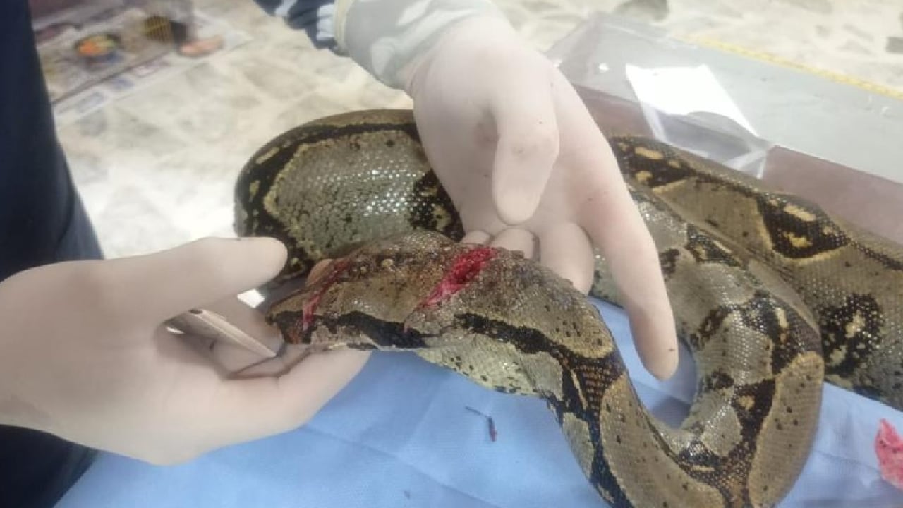 La serpiente, después de haber pasado por la cirugía, se encuentra en recuperación con antibióticos. En un mes se sabrá si está apta para regresar a su hábitat.