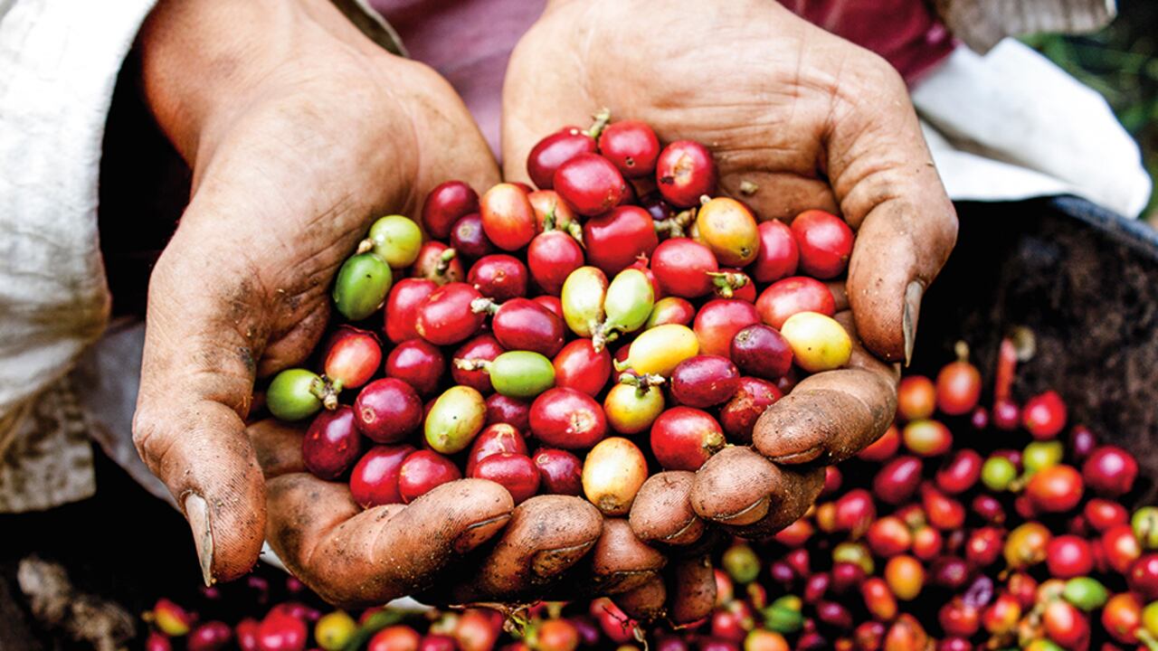 ‘Desde las entrañas de las montañas: café, conflicto y territorio’