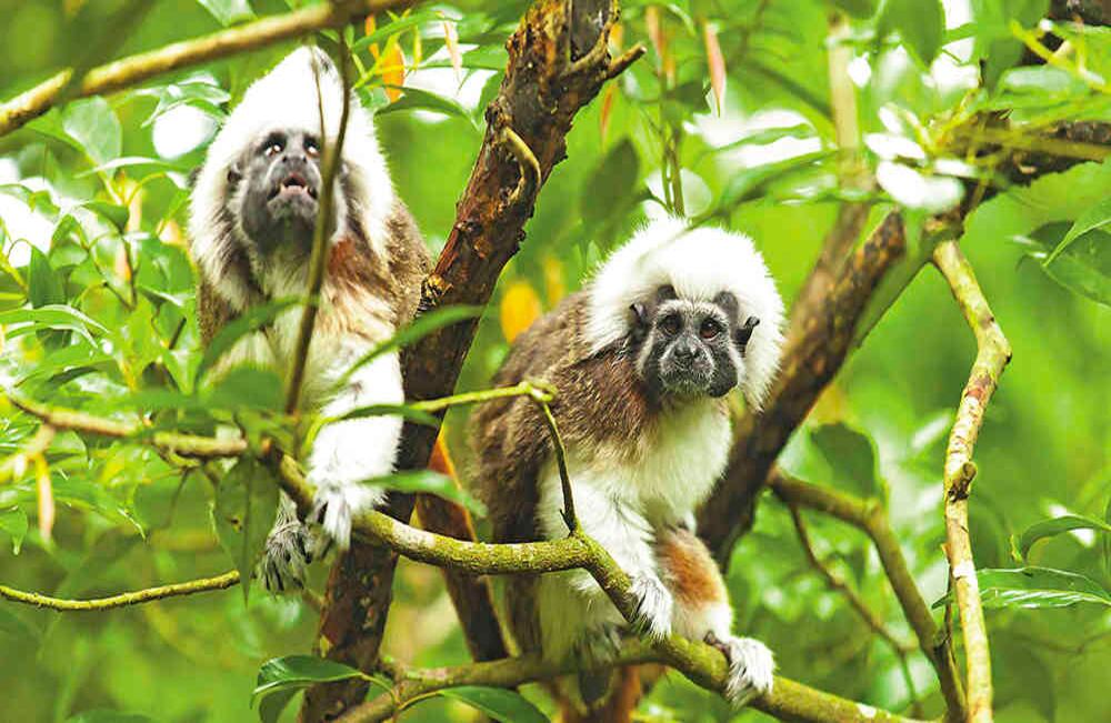 El titi cabeciblanco, imagen de los XXIII Juegos Centroamericanos y del Caribe. Es una especie endémica del norte de Colombia. Foto: iStock, Getty Images.