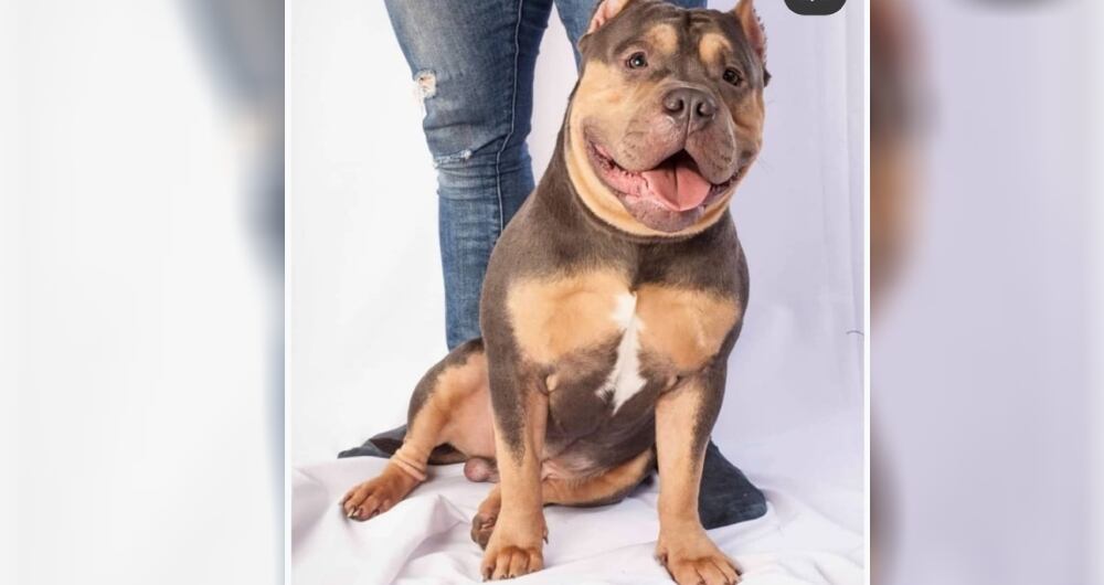 Perro polémica Easyfly