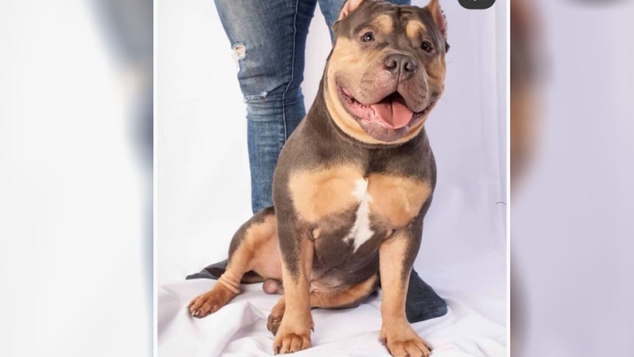 Denuncian muerte de un perro en vuelo de Easyfly