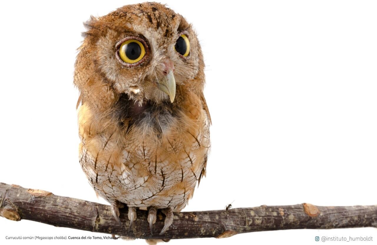 Currucutú común (Megascops choliba). Cuenca del río Tomo, Vichada