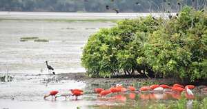 Aves acuáticas en el Meta