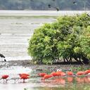 Aves acuáticas en el Meta