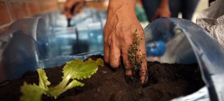 Introduzca su dedo índice y abra un hueco proporcional al tamaño de la plántula. Insértelaen el hueco y tape las raíces con la tierra del recipiente.