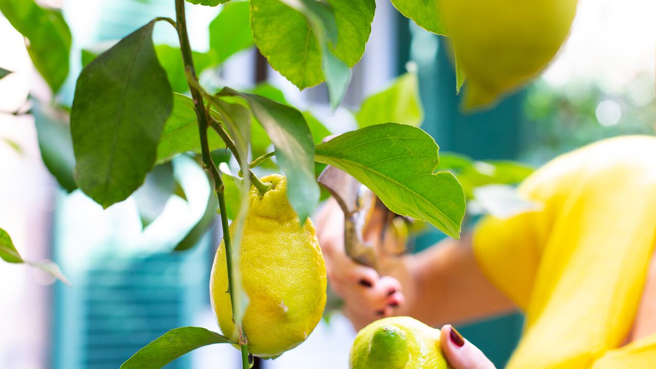 Para quienes cultivan limoneros, la vista de hojas amarillas y marchitas puede ser descorazonadora, pero hay esperanza en un ingenioso método.