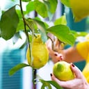En los rincones de los jardines, un dilema común acecha a los amantes de la jardinería: la angustia de un limonero que se seca.
