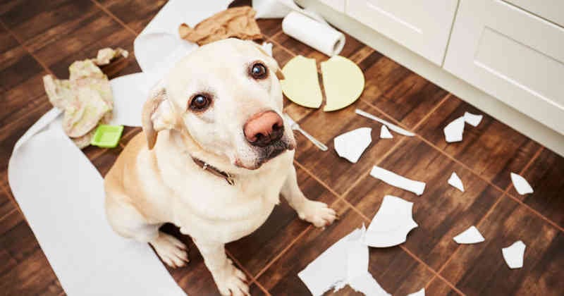 Cuántas horas puede un perro estar solo en casa