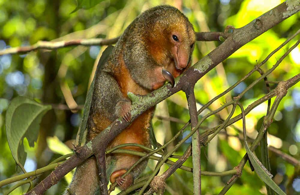 El oso hormiguero sedoso (Cyclopes didactylus) es una de las especies descubiertas en la expedición Colombia Bio, en Apaporis, Amazonas.
