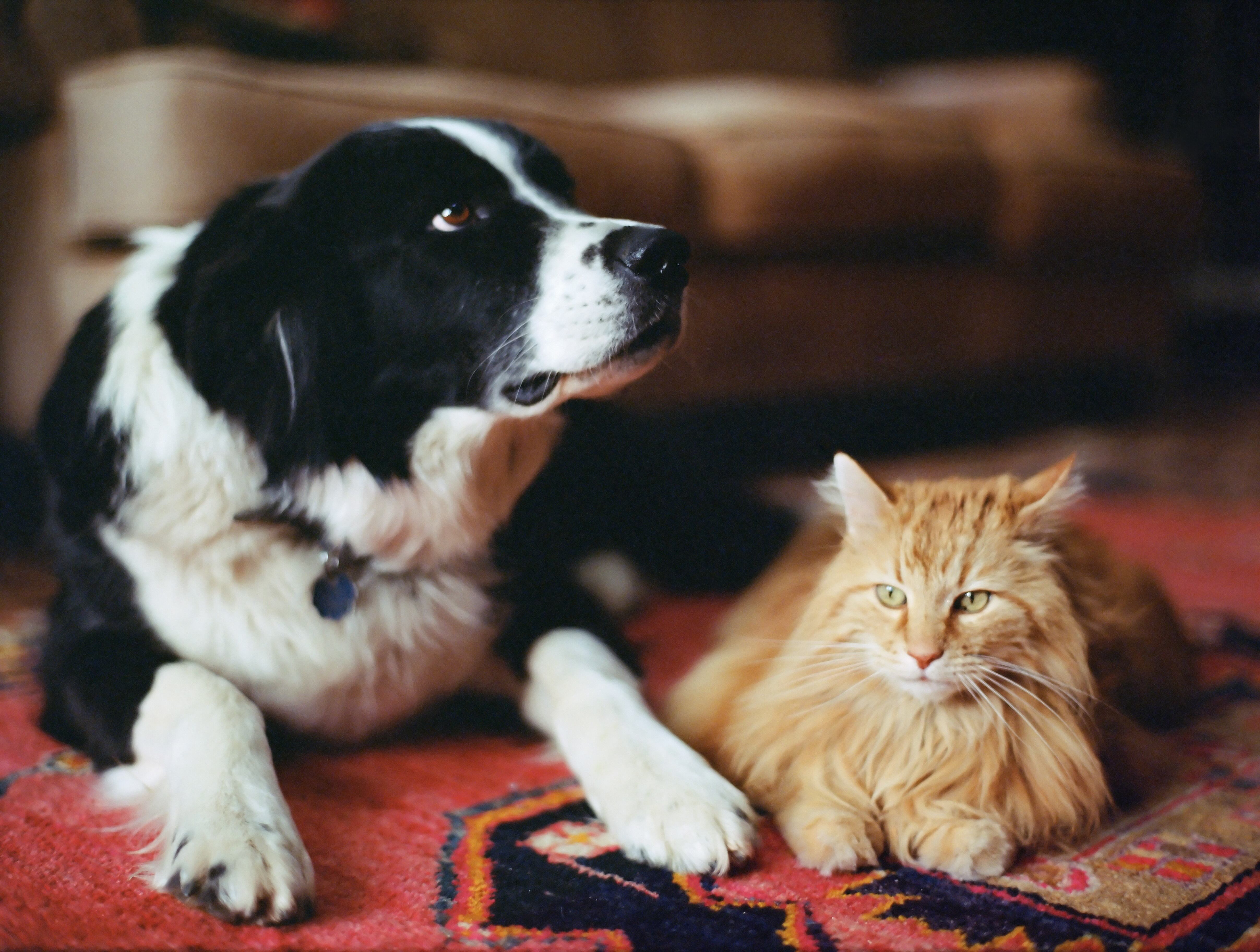 Perro y gato