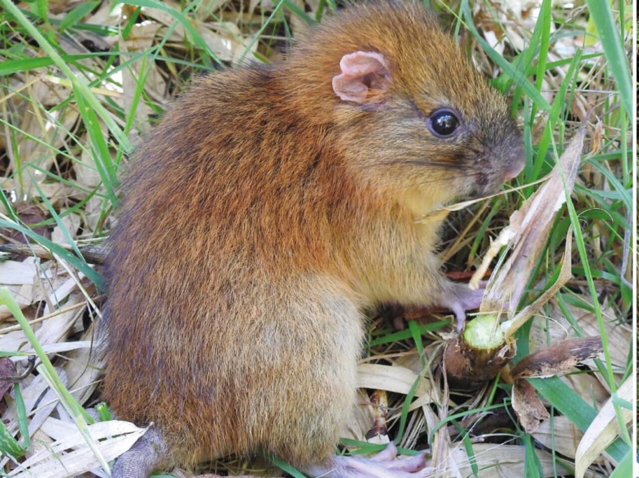 Se considera una especie endémica en Colombia debido a que la mayoría de registros sobre su presencia se dieron en cercanías a Bogotá