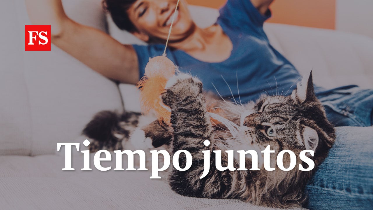 Webpet: Educación, juegos y tiempo juntos ¿Cómo ser su mejor compañía?