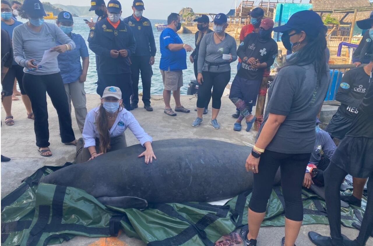manatí liberada en la Costa