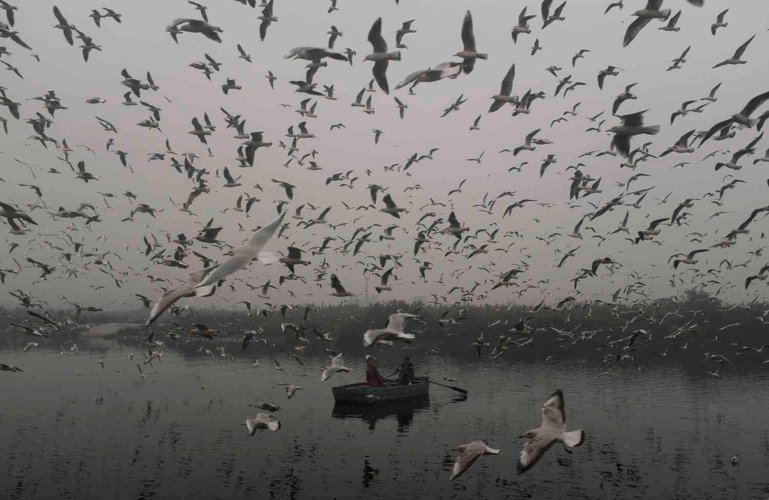 Un barquero indio transporta pasajeros para alimentar gaviotas a lo largo del río Yamuna en Nueva Delhi el 4 de enero de 2018. / AFP PHOTO / Xavier Galiana