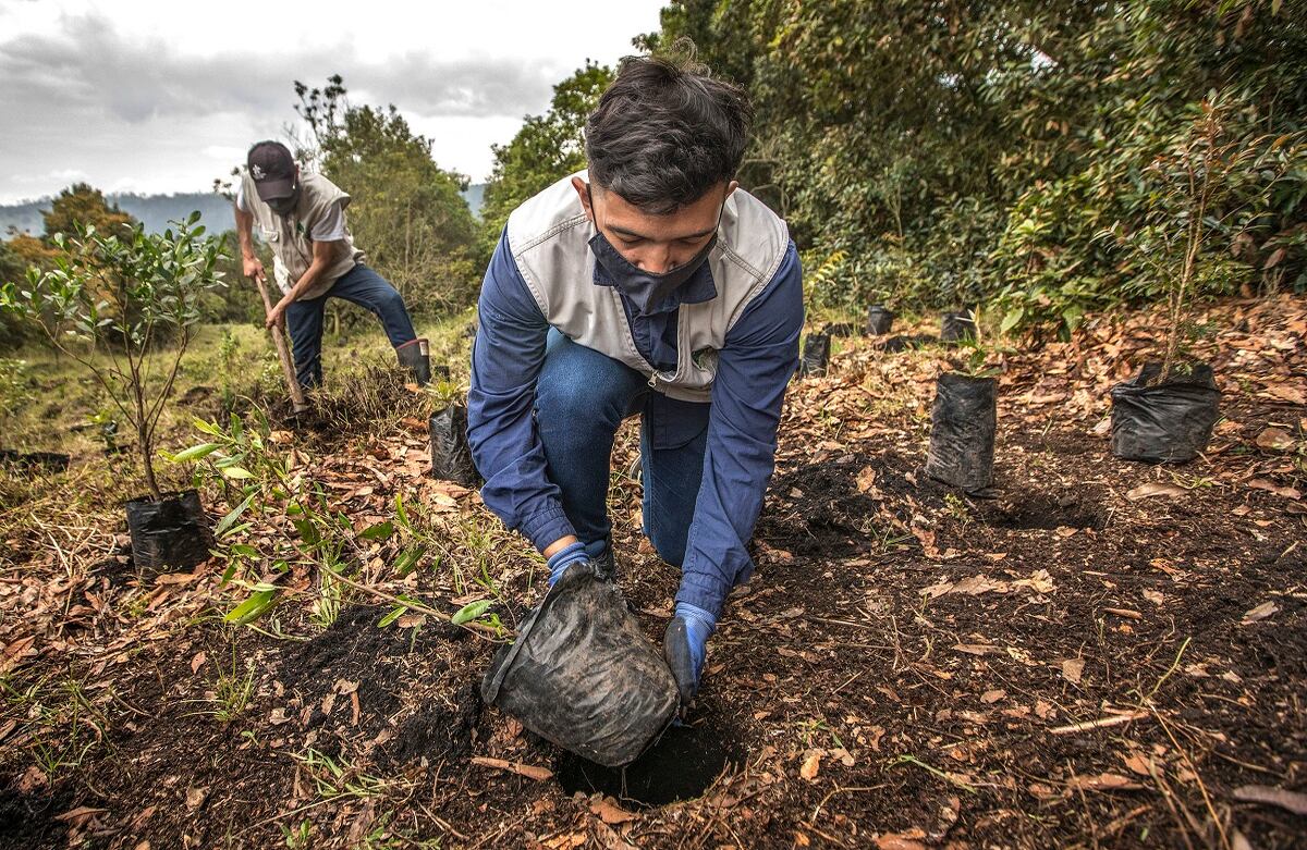 Siembra de árboles de Fundación Coca-Cola por CAEM, en la reserva La Poma, al sur de Bogotá.
