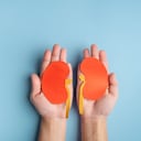 Los riñones son órganos vitales del ser humano.