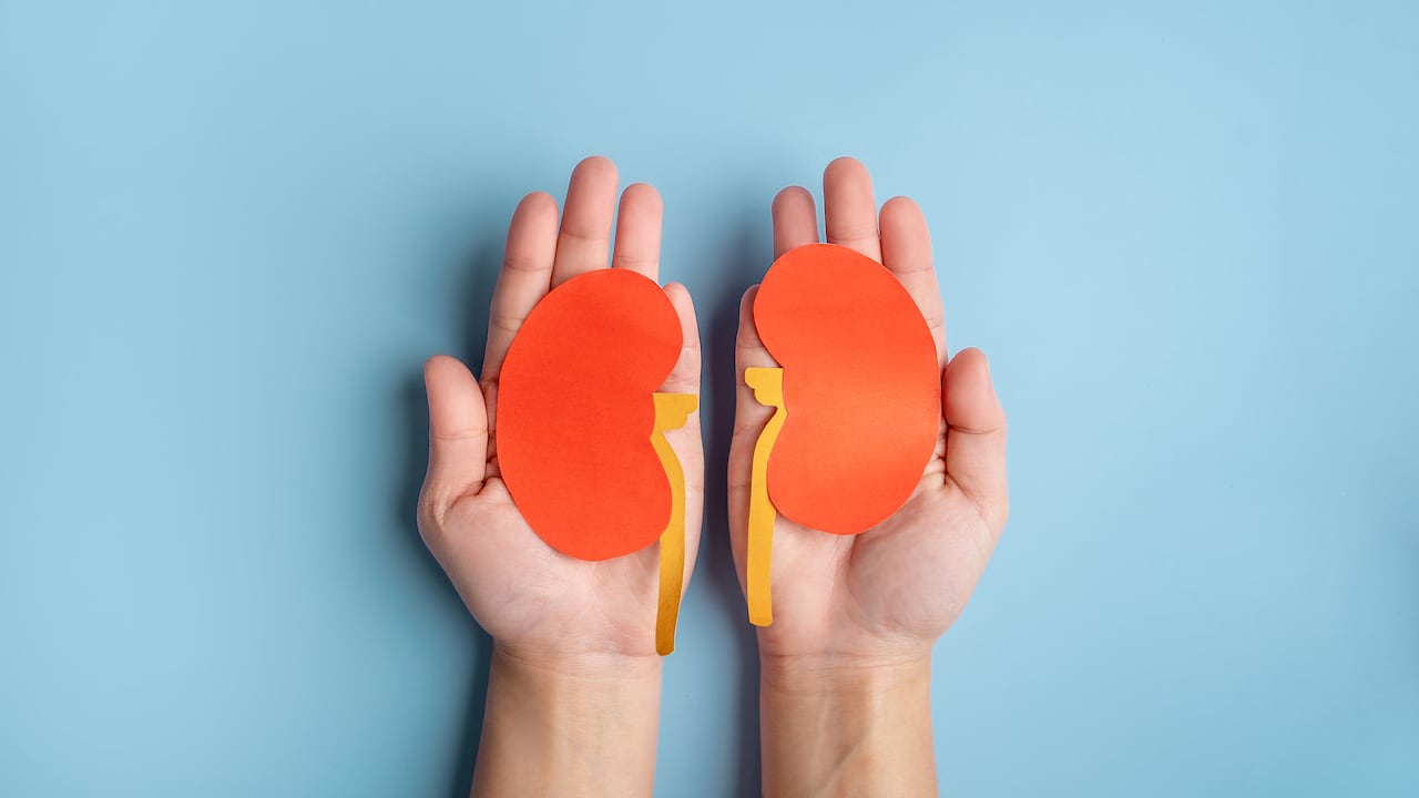 Los riñones son órganos vitales del ser humano, ya que limpian los desechos y el agua acumulada en la sangre.