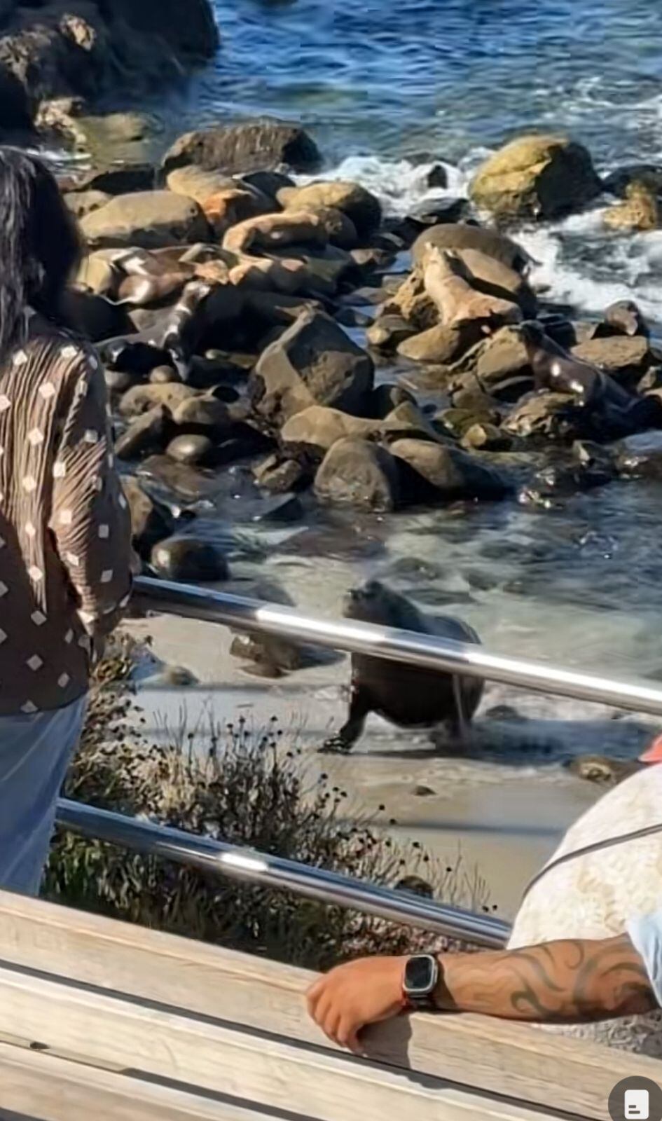 El león marino trató de defender a sus crías de la presencia de los humanos que estaban en ese lugar